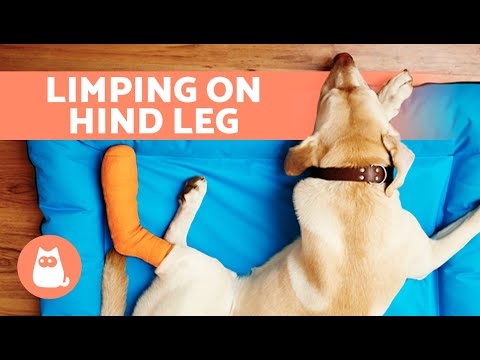 My DOG Is LIMPING on One Back Leg 🐾🐕 (Causes and Treatment)