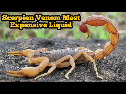 Why Scorpion Venom Is So Expensive