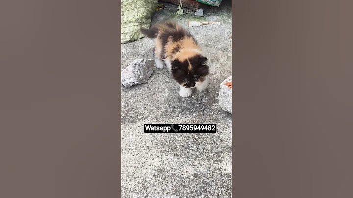 Watch the video about Persian kittn Calico😍😍 #support #tranding #amroha_cat_cattry #viral