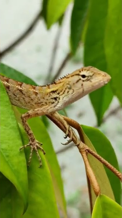 Sumpah-sumpah hingga pokok Durian.