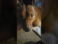 #dogs