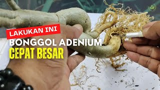 Cara Membesarkan Bonggol Adenium Bonsai