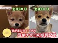 【豆柴】うちの子になって1ヶ月【成長記録】