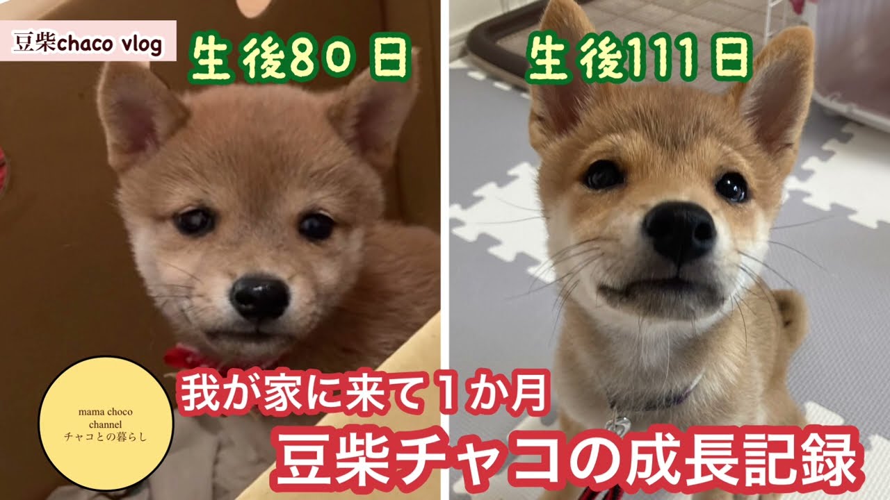 【豆柴】うちの子になって1ヶ月【成長記録】
