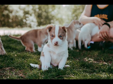 Video: Tarvitseeko minun hyväksyä kaksi kissaa yhdessä?