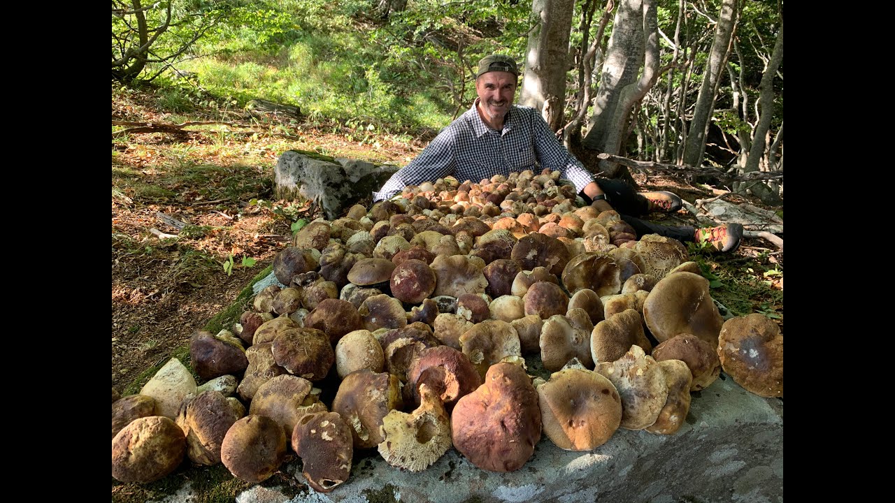 FUNGHI PORCINI - THE BEST 🍄🍄🍄 OF 2020