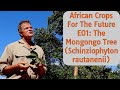 African crops for the future ep01 the mongongo tree schinziophyton rautanenii