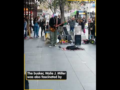 pigeon is dancing while busker's performing on the street    #buskers #animal #animallover #pigeon