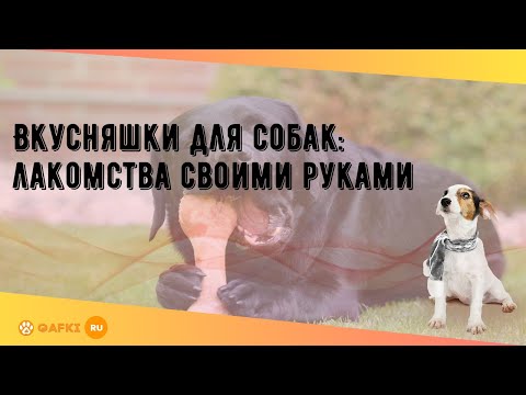 Вкусняшки для собак: лакомства своими руками