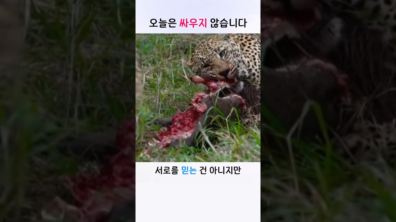 하이에나와 표범, 오늘은 싸우지 않습니다