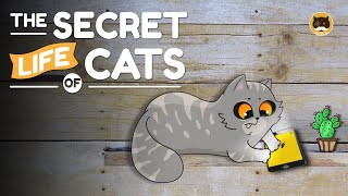 The Secret Life Of Cats - The Modern Way Of Catching Mice! Funny Cat Video | Cat Games.