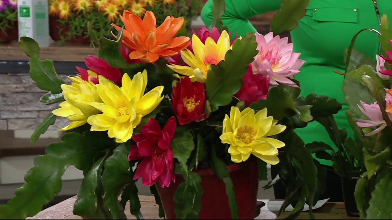 Roberta's 2piece 3in1 Orchid Cactus Collection on QVC YouTube