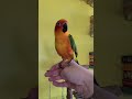 sun conure talking