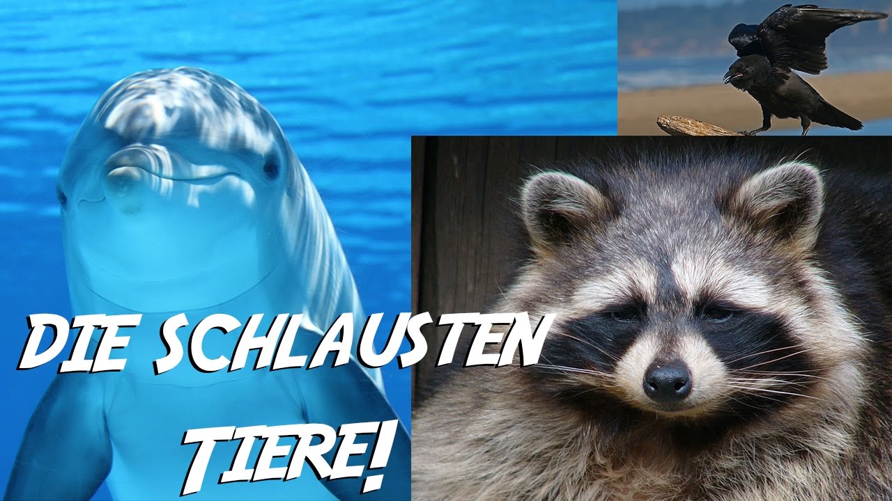 Die 10 Schlausten Tiere Der Welt www.youtube.com