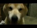 【柴犬ジロー】ご近所の柴犬が遊びに来た!【柴犬ラン】