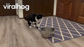 Leaky Roof Makes Cat Flinch Over and Over Again || ViralHog by ViralHog 7,723 views 1 day ago 21 seconds