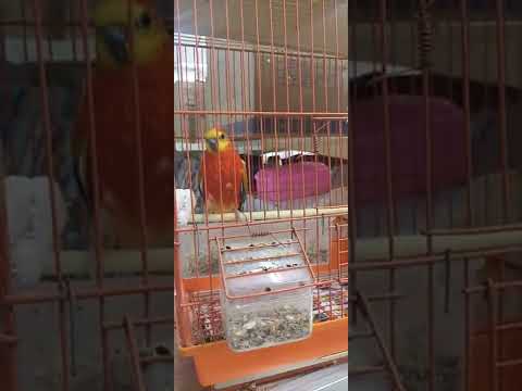 أجمل ببغاء براكيت
