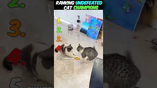Ranking UNDEFEATED Cat Champions 🥊 #shorts