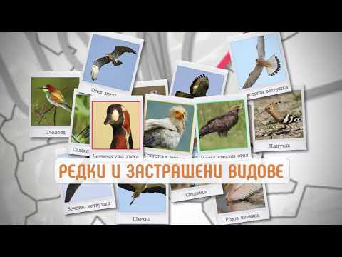 Видео: Мигрират ли египетските гъски?