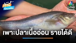 หนุ่มออฟฟิศผันตัวเพาะปลาเนื้ออ่อนขาย รายได้หลักแสน | เช้านี้ที่หมอชิต