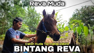 Kuda renggong reva muda - Bintang Reva