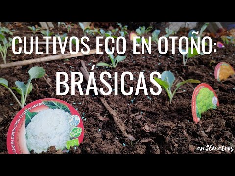 Video: ¿Qué es el repollo de invierno? Consejos para el cultivo de repollo en invierno