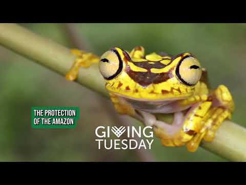 Giving Tuesday 2024