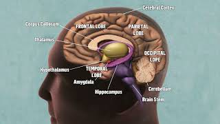 KNOW ABOUT HYPOTHALAMUS....