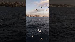 갈매기와 파도소리 asmr #soundofwaves #파도소리 #갈매기소리 #집중력 #shorts