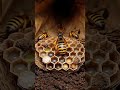 Acromyrmex subterraneus: The Hidden Underground Fungus Ant Colony