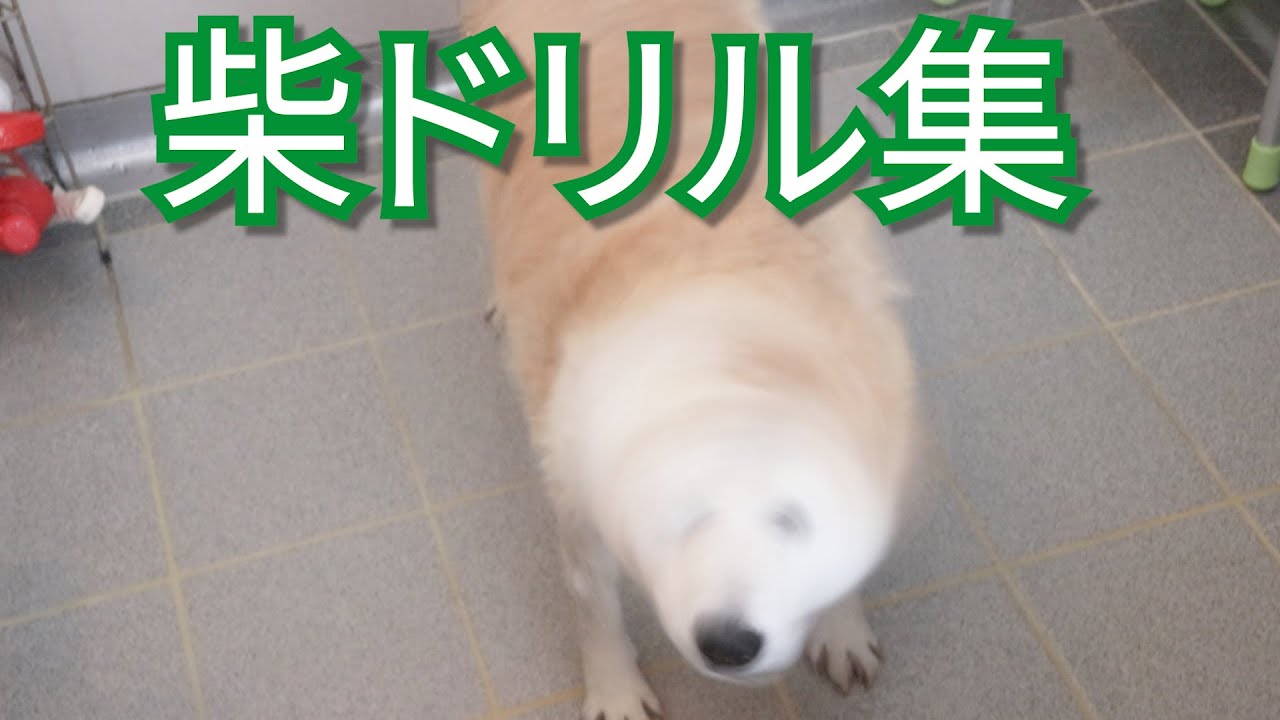 柴犬 スロー柴ドリル集 Youtube 柴犬 スロー柴ドリル集 Youtube