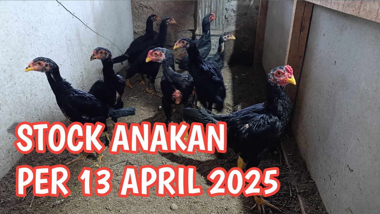 SPILL ANAKAN AYAM USIA 2 BLN KE ATAS