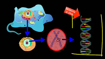 Quali caratteristiche ha il DNA?