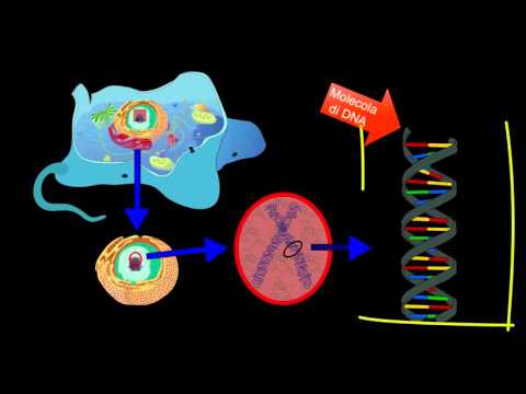 Il DNA - Scienze facili (byAP)