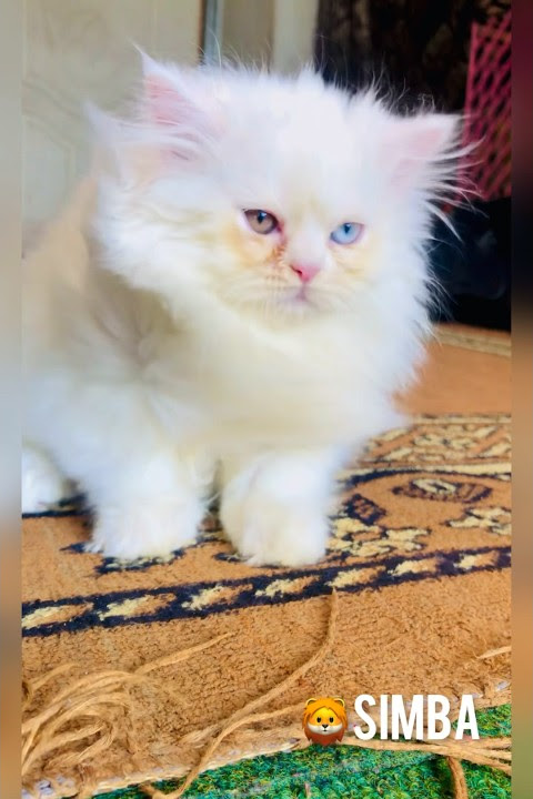 Milk white triple coated persian cat with double coloured eyes blue and brown 🔥 #shortsyoutube #cat