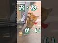 おねだりする猫たち集めてみたにゃ #海外 #動物 #funnyanimals