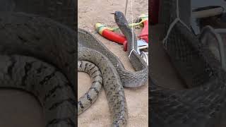 Snake Trap Using Rope And Plierseffective Diy Method