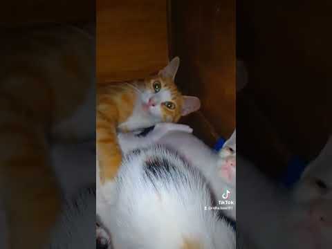 انتبه كثيرا قد يكون هذا القط في بيتك شيطان وأنت لا تدري     