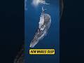 Why Whales Don’t Drown While Sleeping