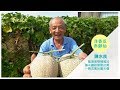 草地狀元-五萬元洋香瓜赤腳仙(20160801播出)careermaster / A NT$50,000 Melon?!