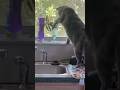 Telling Me That You Re Thirsty Without Actually Telling Me That You Re Thirsty Cat Luna Telling Me That You Re Thirsty Without Actually Telling Me That You Re Thirsty Cat Luna