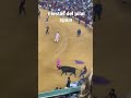 شوفو احتفالات بيلار في اسبانيا   