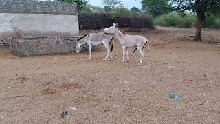 Animals Mating Mating