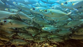 8 Hours - Hawaii Fish Underwater with Natural Ocean Sound - RELAX, SLEEP, ASMR | Great Escapes