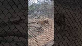 Tiger in Zoo youtubeshorts trending viral india odisha travel bhubaneswar ytshorts