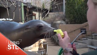 St. Louis Zoo Sea Lion Training | Living St. Louis