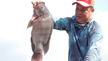 Trở lại câu cá RÔ PHI MÂM - Cá câu lên thả xuống nhiều lần