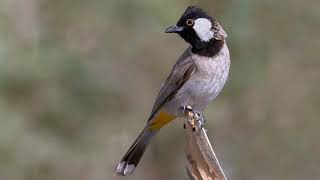 White-eared bulbul sound (صدای بلبل خرما)