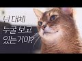 ENG) 마일로 앞에서 다른 고양이 영상을 봤을 때 반응은?!! (그 고양이가 대체 누구길래...)