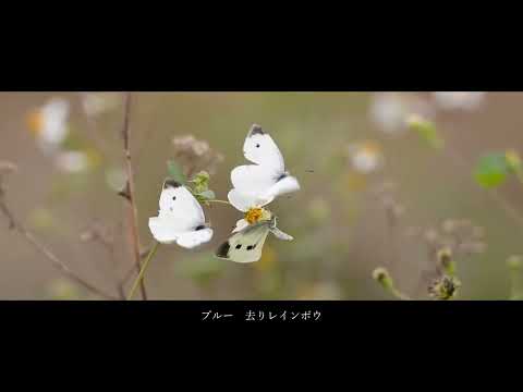 GARNET CROW / ♪バタフライ・ノット（cover）
